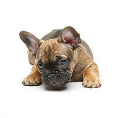 Image showing cute french bulldog puppy