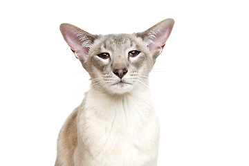 Image showing Beautiful oriental siam cat