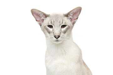 Image showing Beautiful oriental siam cat