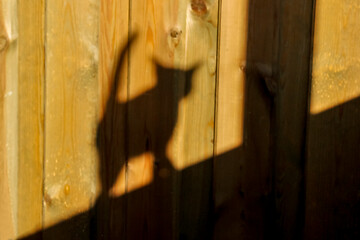 Image showing Shadow of cat on wooden wall. 