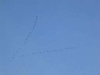 Image showing Flyttfåglar