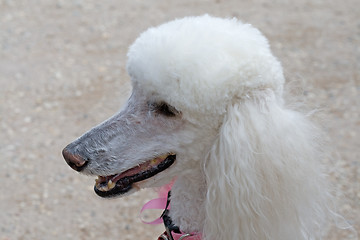 Image showing Stately Poodle