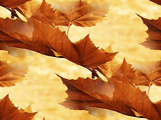 Image showing Maple leaf 2