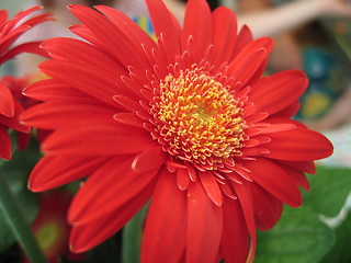 Image showing Gerbera Flower