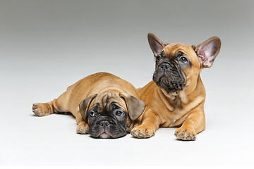 Image showing cute french bulldog puppies