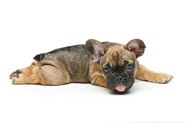 Image showing cute french bulldog puppy