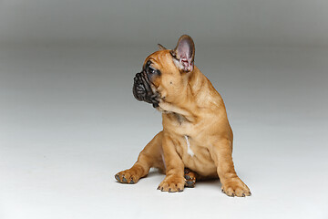 Image showing cute french bulldog puppy