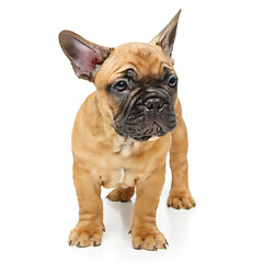 Image showing cute french bulldog puppy