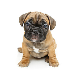 Image showing cute french bulldog puppy