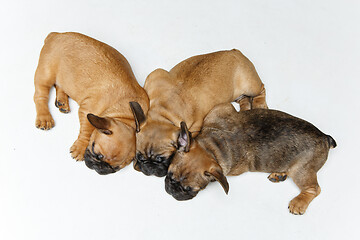 Image showing cute french bulldog puppies sleeping