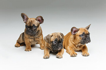 Image showing cute french bulldog puppies