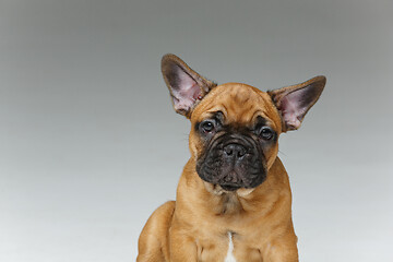 Image showing cute french bulldog puppy