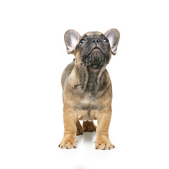 Image showing cute french bulldog puppy