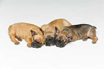 Image showing cute french bulldog puppies sleeping