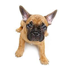 Image showing cute french bulldog puppy