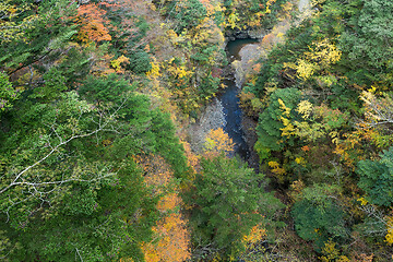 Image showing Natural landscape and maple tree