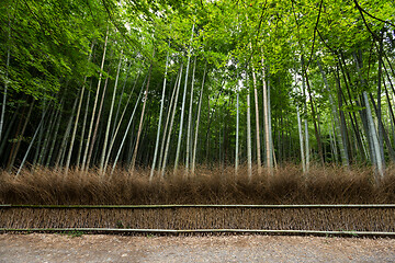 Image showing Bamboo forest in Kyoto