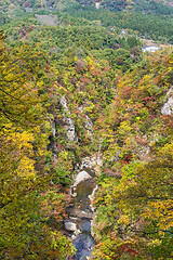 Image showing Autumn foliage on the cliff