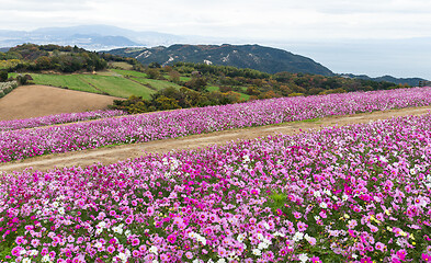 Image showing Pink cosmos flower garden