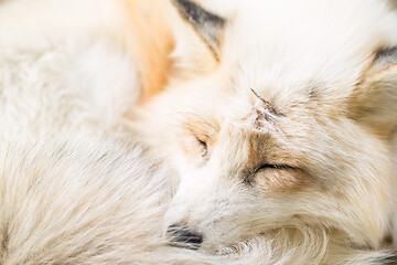 Image showing Sleeping fox