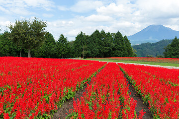 Image showing Red salvia field
