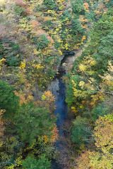 Image showing Autumn forest landscape