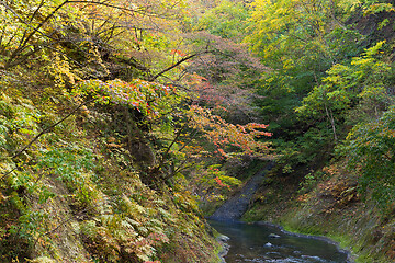 Image showing Autumn forest