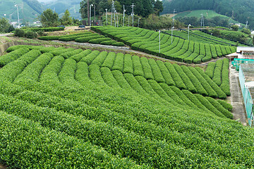 Image showing Fresh green tea field