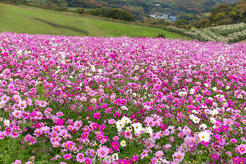 Image showing Beautiful Cosmos flower field