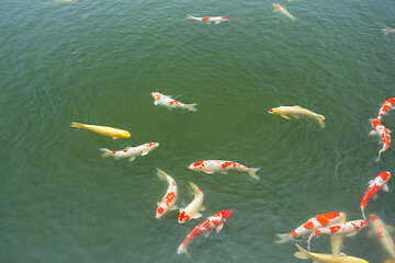 Image showing Koi fish