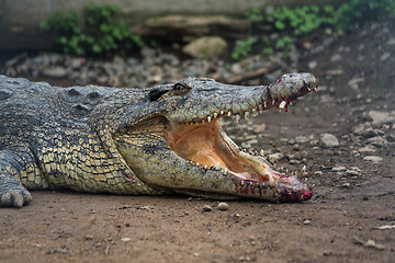 Image showing Crocodile getting hurt