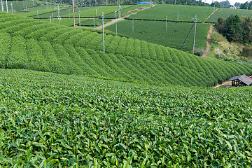 Image showing Green tea plant