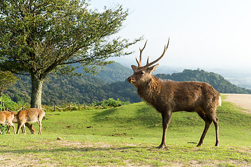 Image showing Deer and natural landscape