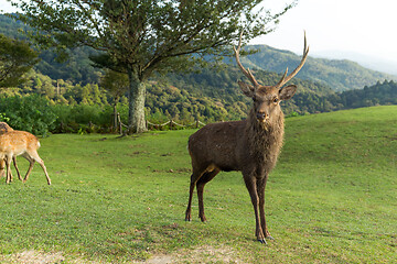 Image showing Deer at mount wakakusa