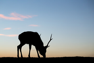 Image showing Silhouette of deer