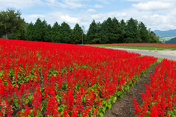 Image showing Red Salvia farm