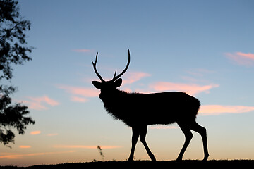 Image showing Silhouette of deer against sky at sunset