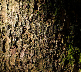 Image showing Tree bark texture