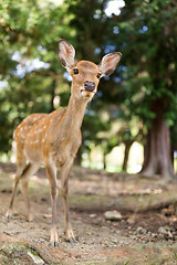 Image showing Deer walking at a park