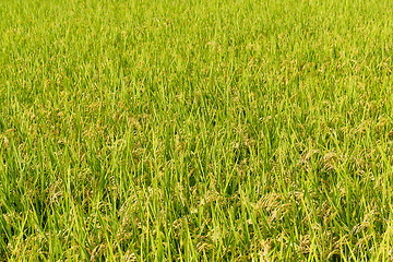 Image showing Paddy Rice field background