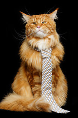 Image showing Beautiful maine coon cat with man tie