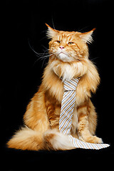 Image showing Beautiful maine coon cat with man tie