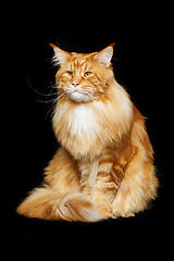 Image showing Beautiful maine coon cat