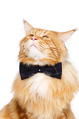 Image showing Beautiful maine coon cat with bow tie