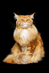 Image showing Beautiful maine coon cat