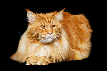 Image showing Beautiful maine coon cat