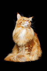 Image showing Beautiful maine coon cat