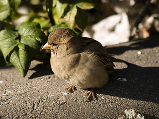 Image showing sparrow