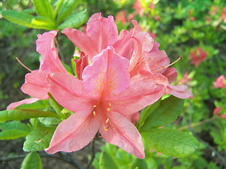 Image showing Azalea