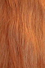 Image showing Red hair